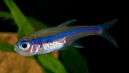 paracheirodon simulans