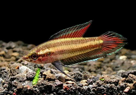 parosphromenus filamentosus