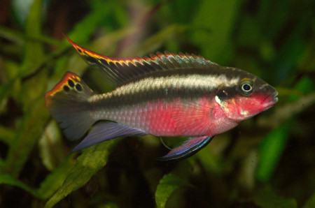 pelvicachromis pulcher