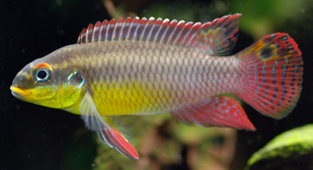 pelvicachromis taeniatus