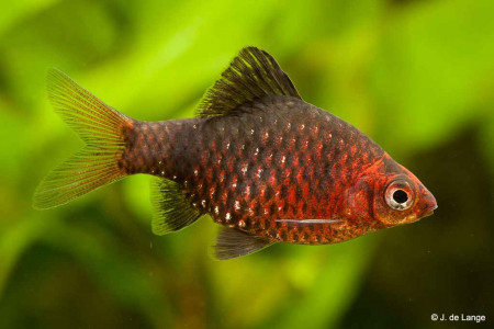 pethia nigrofasciata