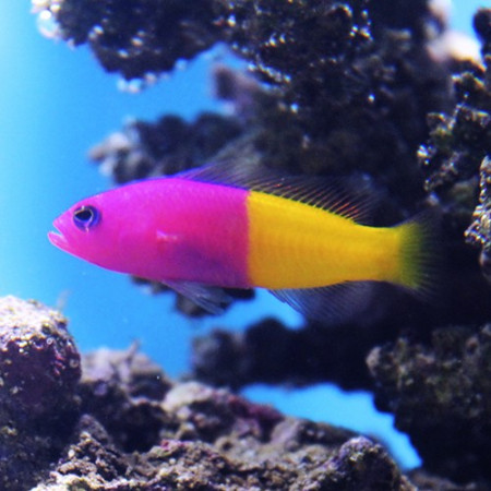 pictichromis paccagnellae