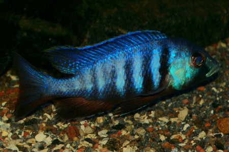 placidochromis electra