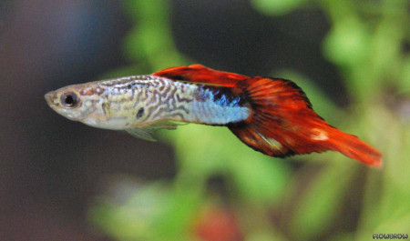 poecilia reticulata