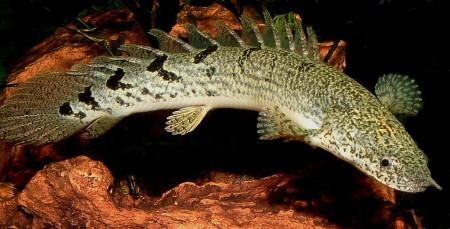polypterus delhezi