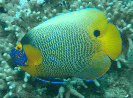 pomacanthus xanthometopon