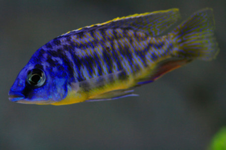 protomelas fenestratus