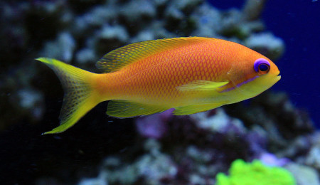 pseudanthias squamipinnis