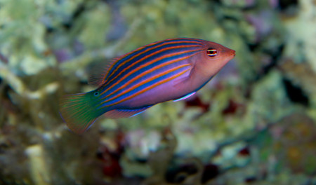 pseudocheilinus hexataenia
