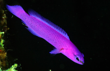 pseudochromis fridmani