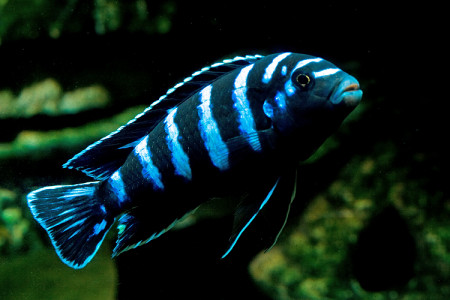 pseudotropheus demasoni