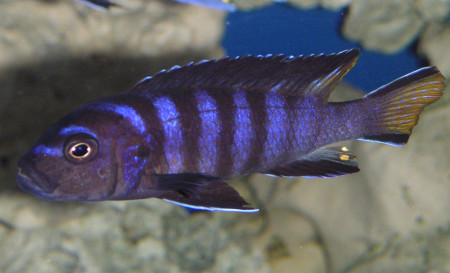 pseudotropheus elongatus