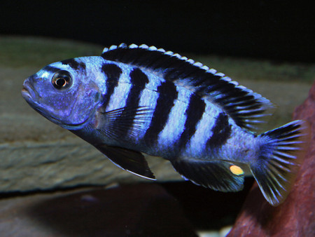 pseudotropheus saulosi