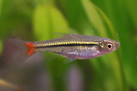 rasbora borapetensis