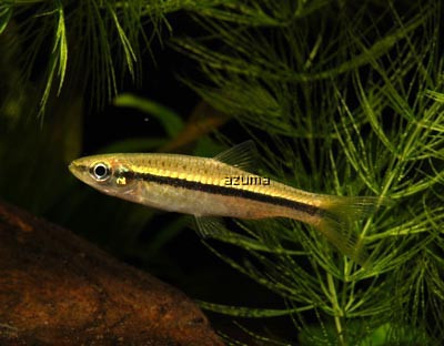 rasbora daniconius