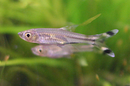 rasbora trilineata