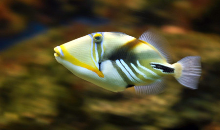 rhinecanthus aculeatus