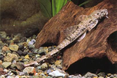 rineloricaria fallax