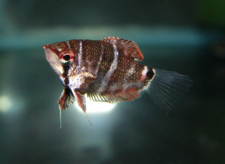 sphaerichthys selatanensis