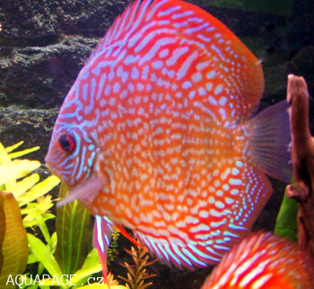 symphysodon discus