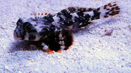 synchiropus ocellatus
