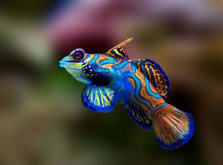 synchiropus splendidus