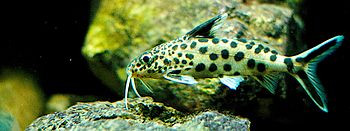 synodontis arnoulti