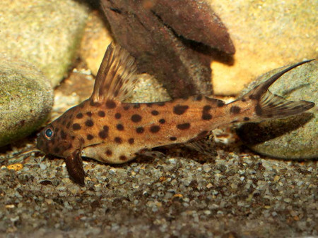 synodontis camelopardalis