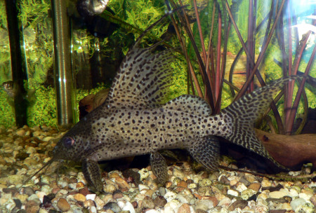 synodontis euptera