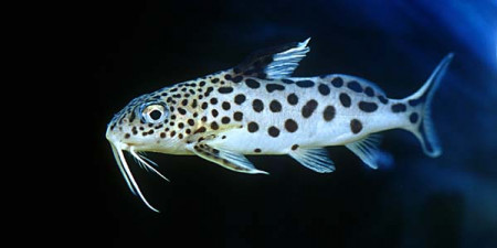synodontis multipunctata