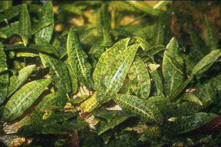 cryptocoryne bullosa
