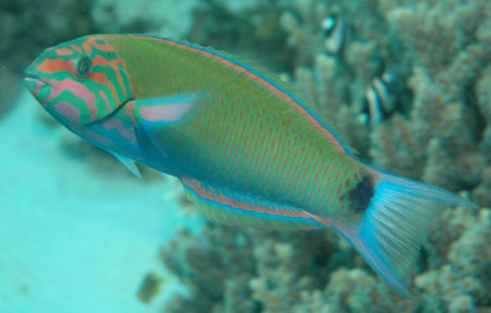 thalassoma lunare