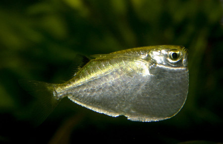 thoracocharax stellatus