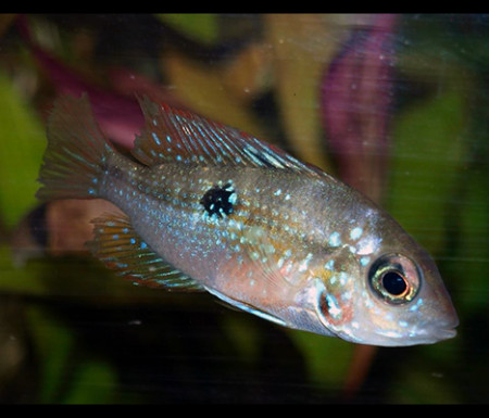 thorichthys maculipinnis