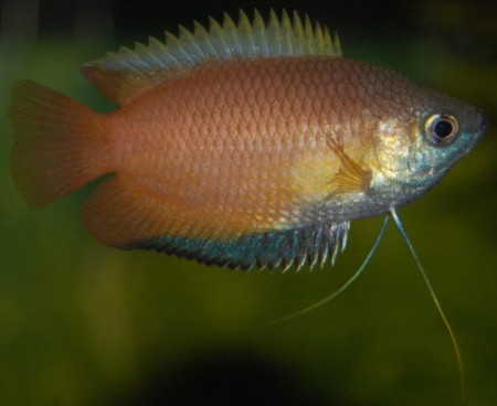 trichogaster chuna