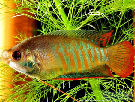 trichogaster fasciata