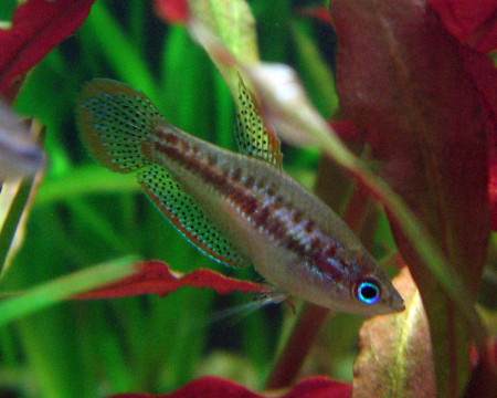trichopsis pumila