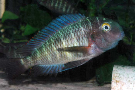 tropheus kasabae