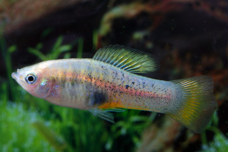 xiphophorus evelynae