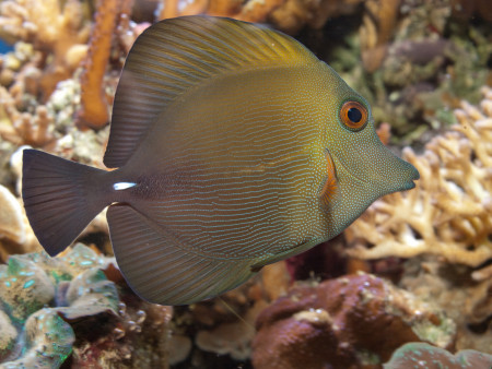 zebrasoma scopas