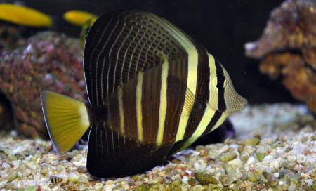 zebrasoma veliferum