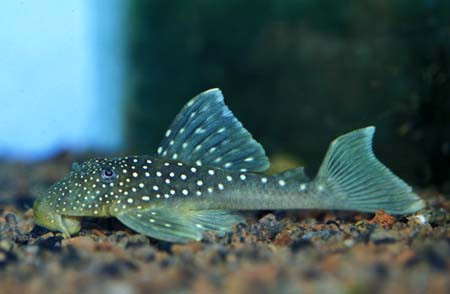 zz hemiancistrus sp blue  l128   ancistrinae