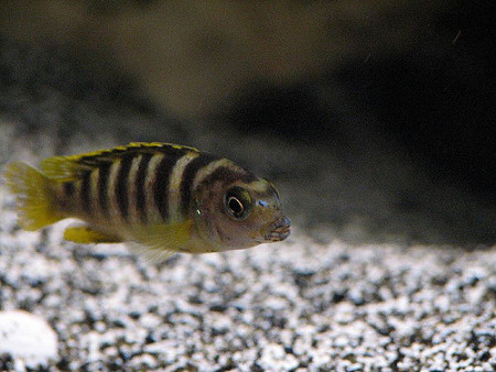 zz labidochromis sp. perlmutt