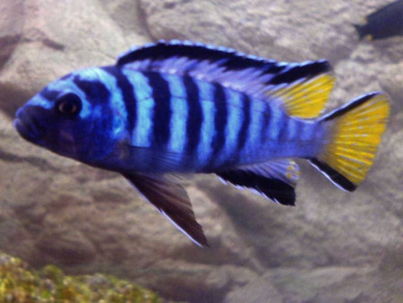 zz pseudotropheus sp. elongatus mpanga