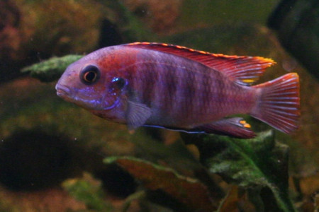 zz tropheops sp. macrophtalmus chitimba