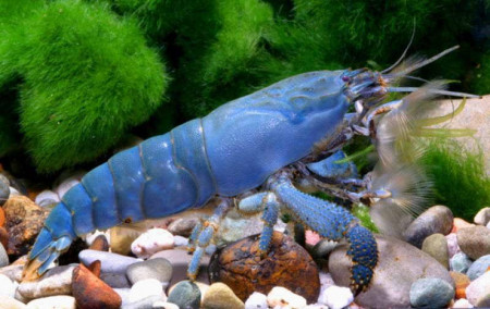 atya gabonensis