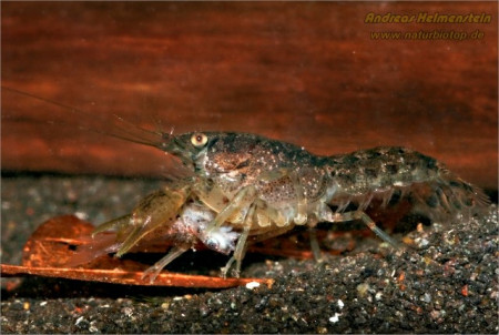 cambarellus shufeldtii