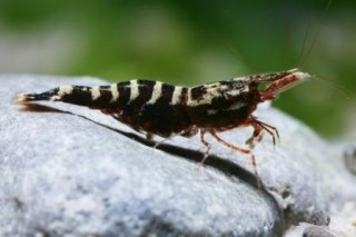 caridina holthuisi