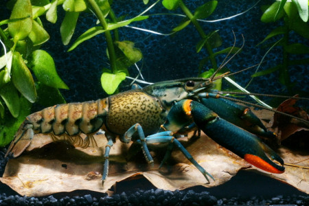 cherax lorentzi