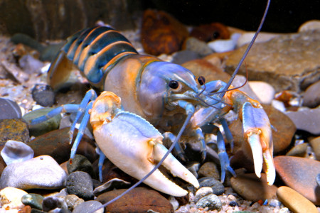 cherax peknyi